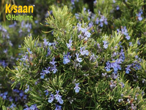 Rosemary (रोजमैरी)